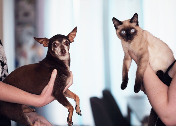 Two people holding a small dog and Siamese cat 