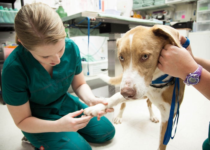 Best In Class Veterinary Care image