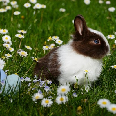 bunny in a flower field