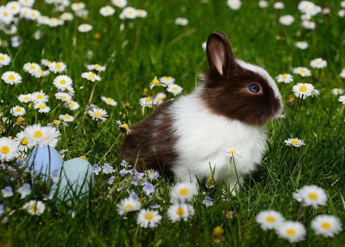 brown and white bunny sitting in a field of flowers 