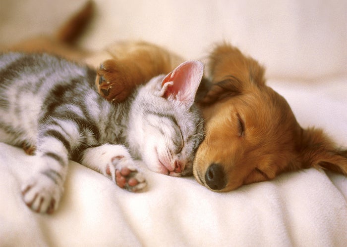 grey and black kitten napping with tan puppy 