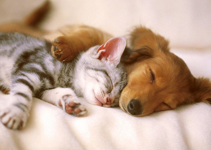 grey and black kitten napping with tan puppy 