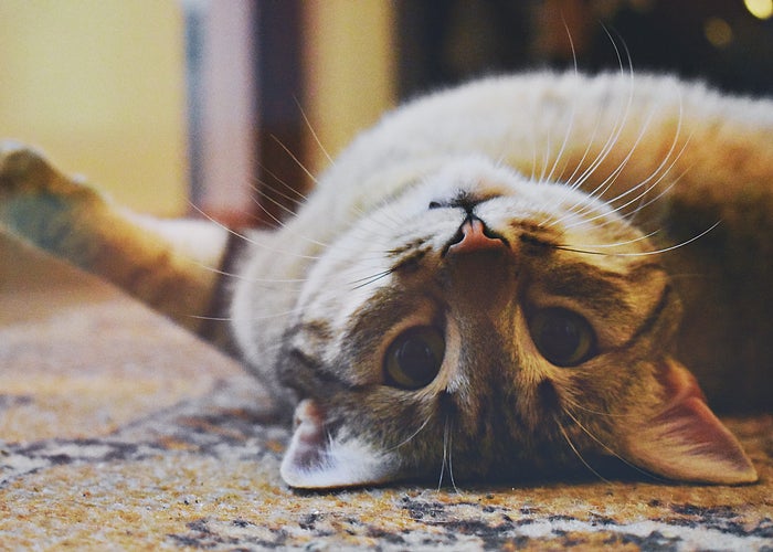 cat laying upside down