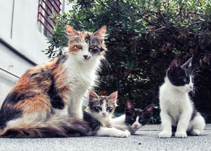 2 cats sitting and 2 cats laying down 