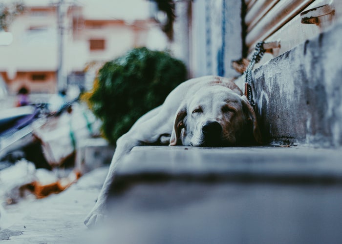 Animal Hospital in Bountiful, Utah | Bountiful Animal Hospital Animal Hospital in Bountiful, Utah | Bountiful Animal Hospital