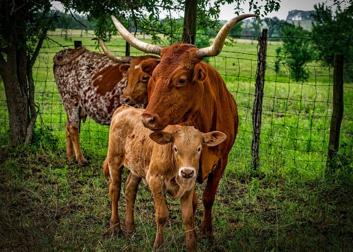 cow-and-calf-by-a-fence 