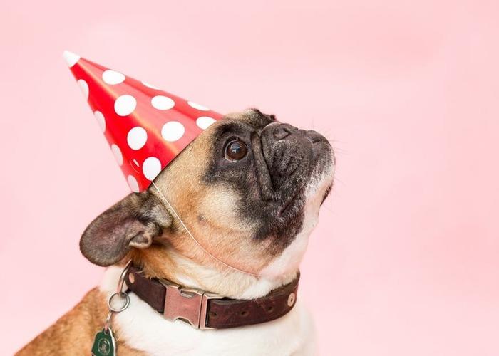 bulldog-wearing-polka-dot-party-hat 