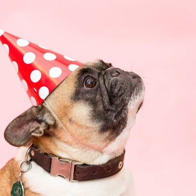 bulldog with polka dot party hat 