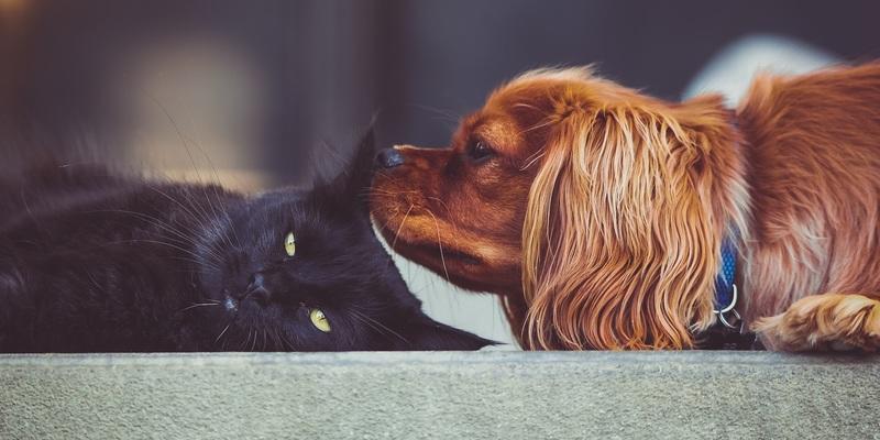 brown dog and black cat