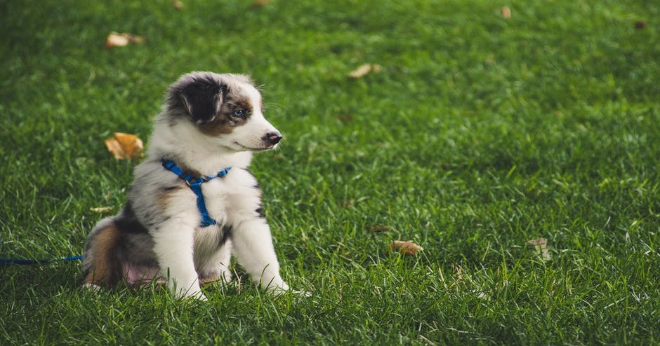 Dog & Cat Veterinarian in Alto, GA. | Cornerstone Animal Hospital