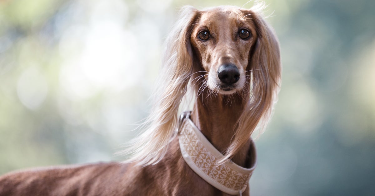 Payment Options | Ceglinski Animal Clinic Payment Options | Ceglinski Animal Clinic