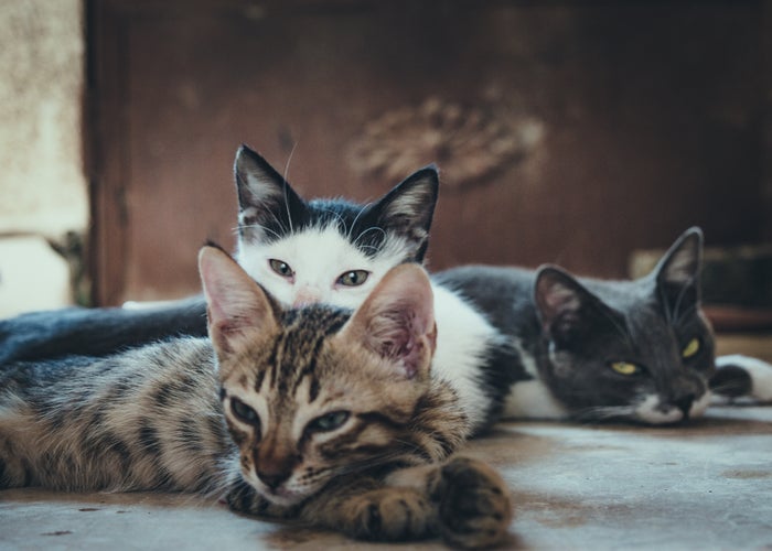 three cats laying down 