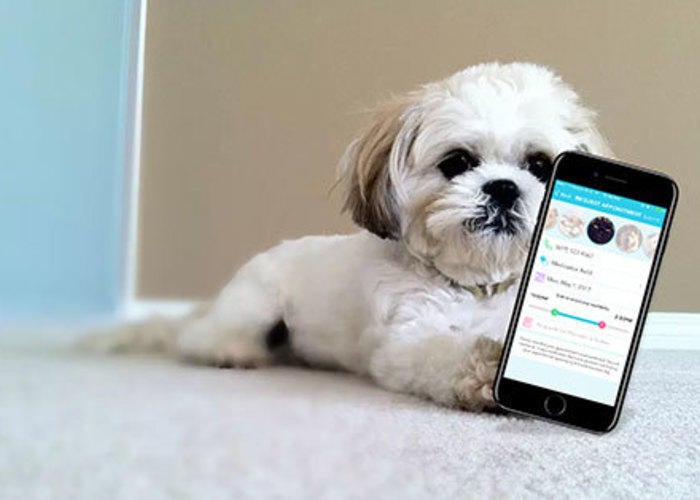 White small dog with smartphone with the petdesk app