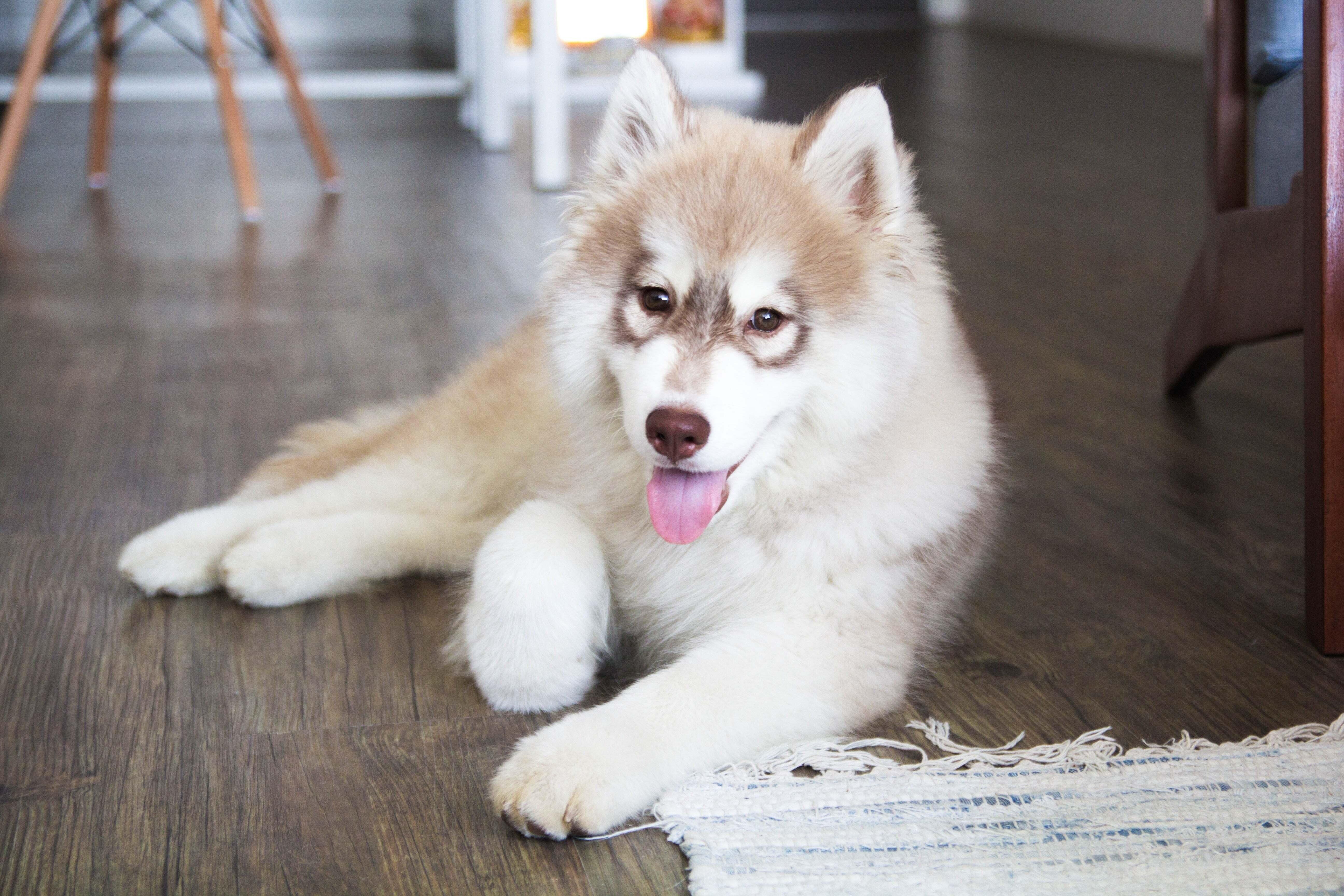fluffy white dog lying on hardwood floor