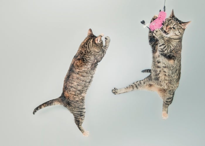 cats jumping in the air to get a toy 