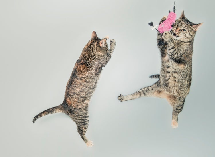 two cats jumping in the air at toy