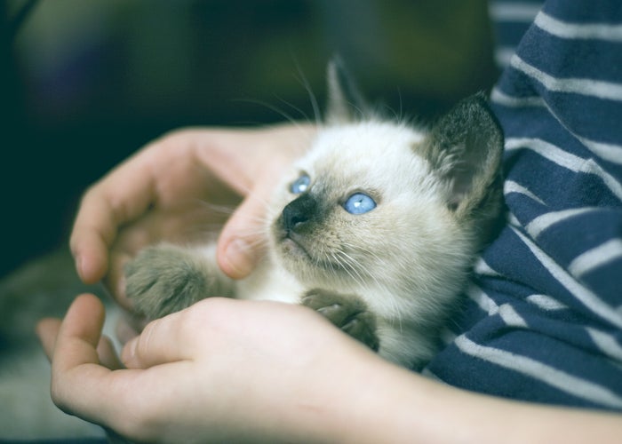 kitten with blue eyes sitting in a lap  