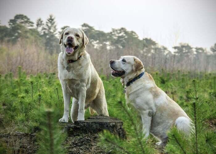 two white dogs in a field 