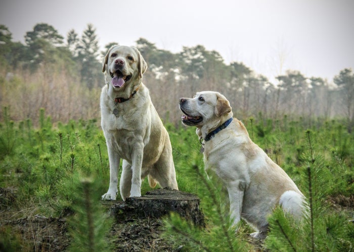 two white dogs in a field 