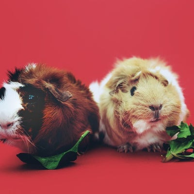 hamsters-eating-lettuce