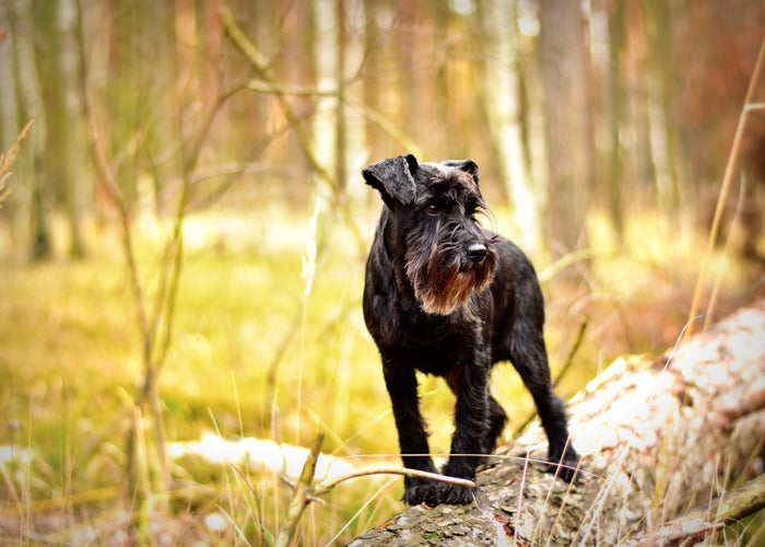 black dog standing on a log