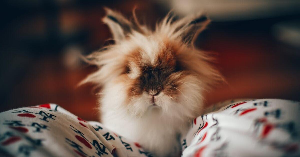 After Hours Emergency Family Animal Hospital Friendswood