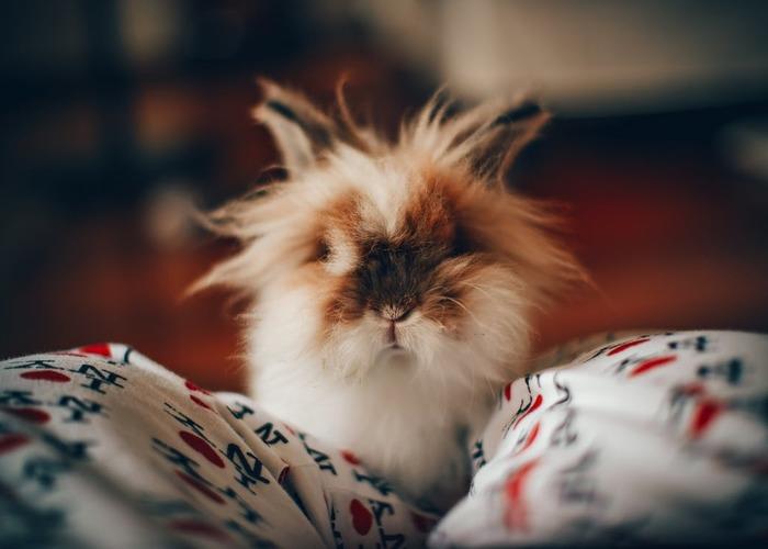 fluffy-bunny 