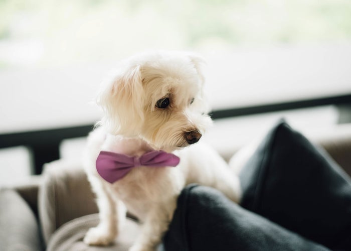 fluffy dog with a pink bow tie  