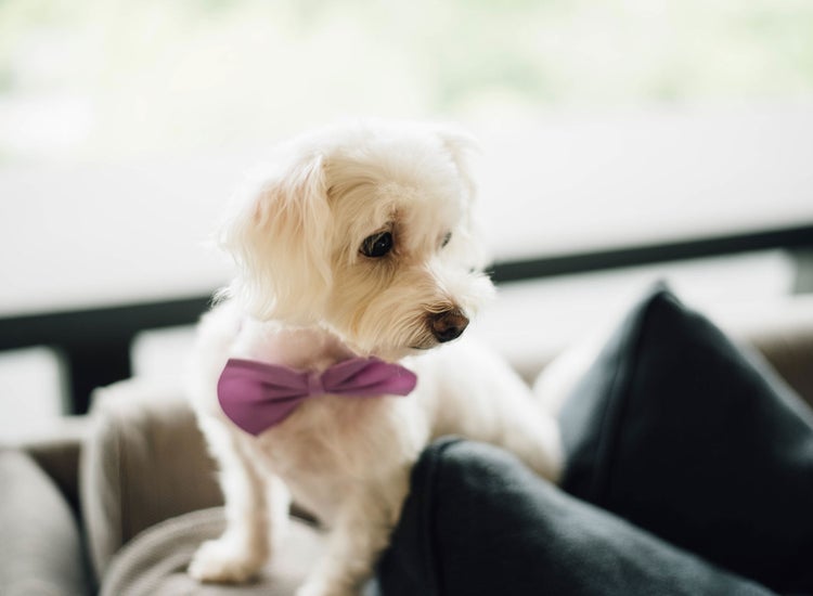 white fluffy dog with bow tie