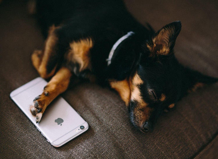pet adorable dog phone apple sleep.01c640ff1d490897fd6b24531d9f4dc9.SkZX5 PfW