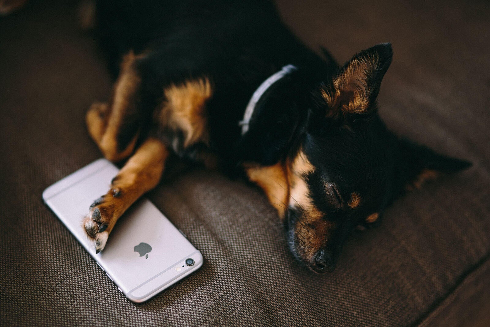 Little black dog touching iphone