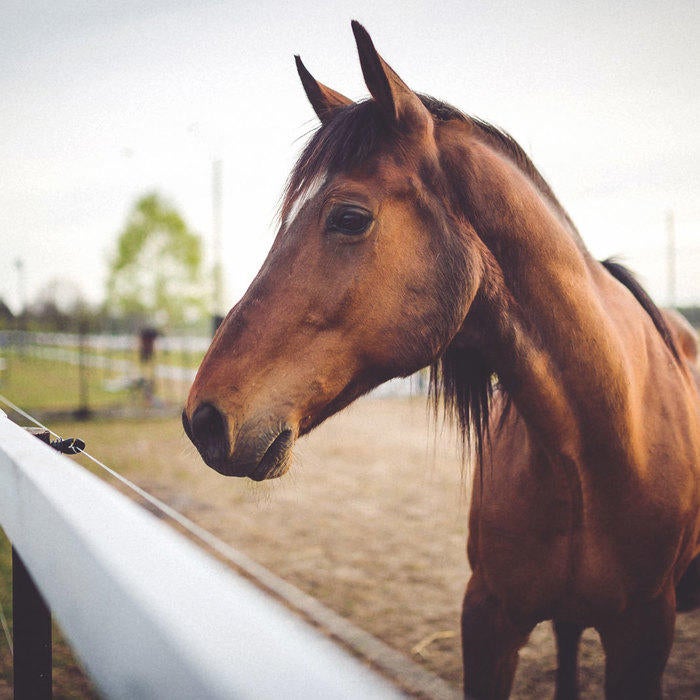 Dog Cat Veterinarian In Zimmerman Mn All Pets Veterinary Hospital Equine Service