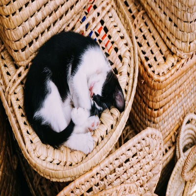 cat curled up in wicker basket 