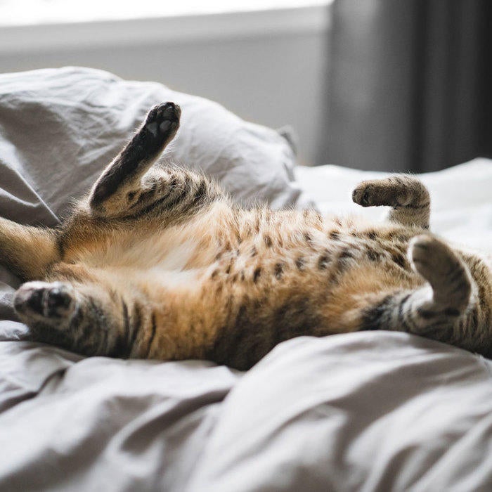 the cat doctor valencia