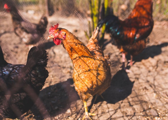 chickens walking around outside 