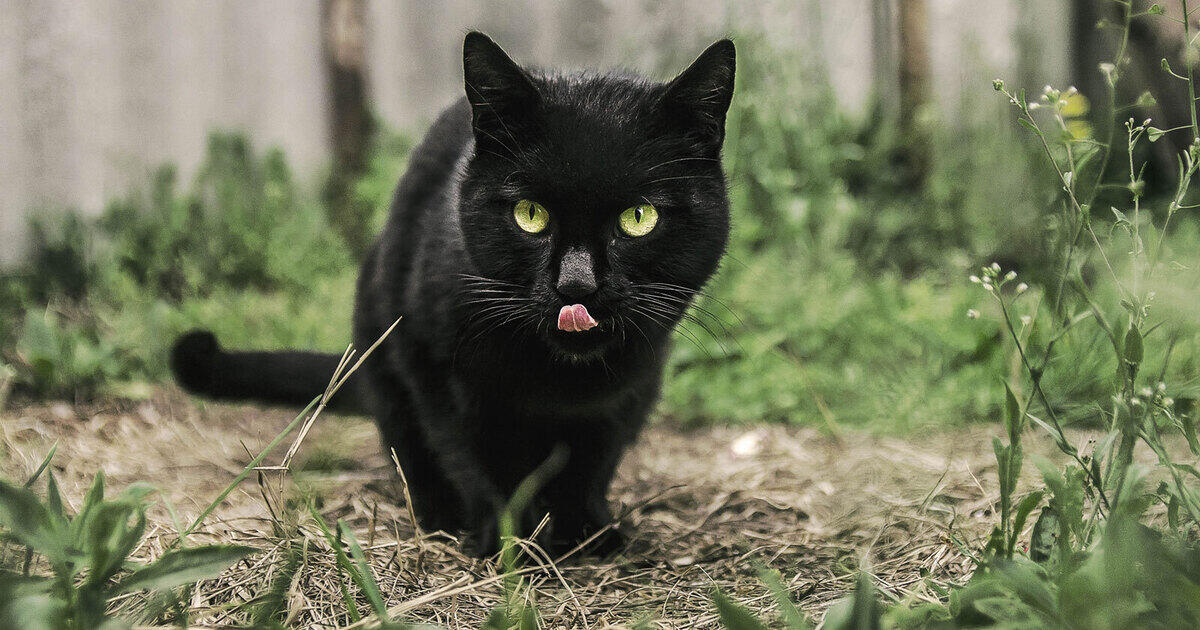pet black cat tongue grass.d06ee69124883ed72529638e874e0fd7