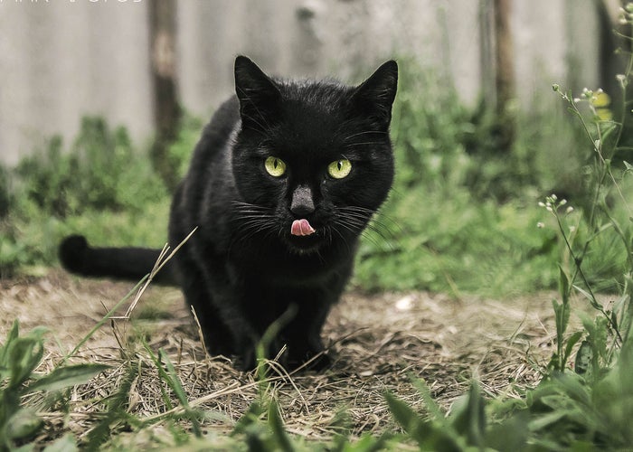 little black cat with its tongue out  