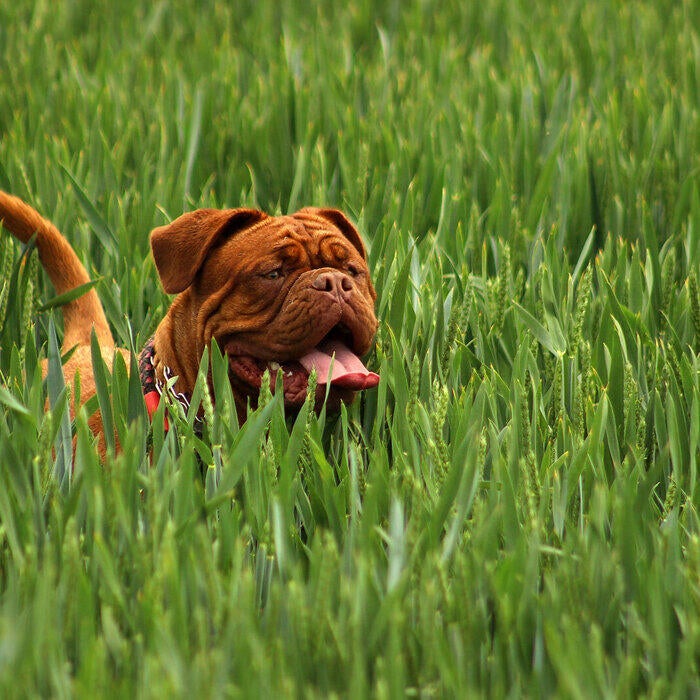 Dog &amp; Cat Veterinarian in Oneonta, New York Community