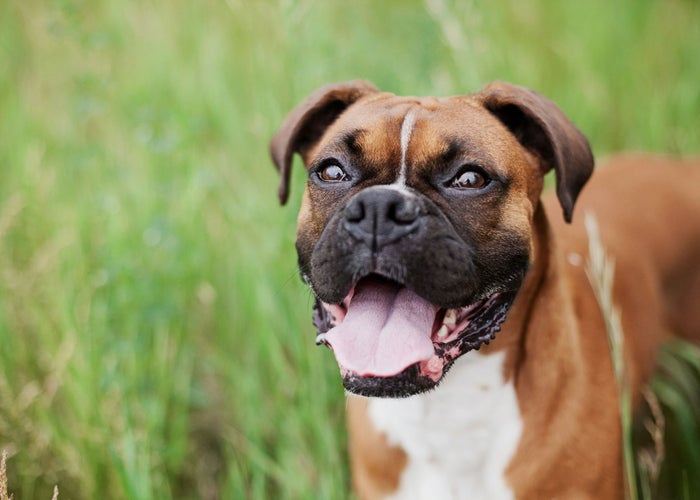SMILING BOXER IN THE GRASS 