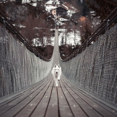 dog-running-down-bridge