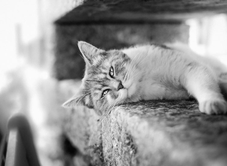 cat laying down in black and white