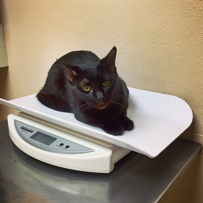 Community Veterinary Center: Leahy David DVM