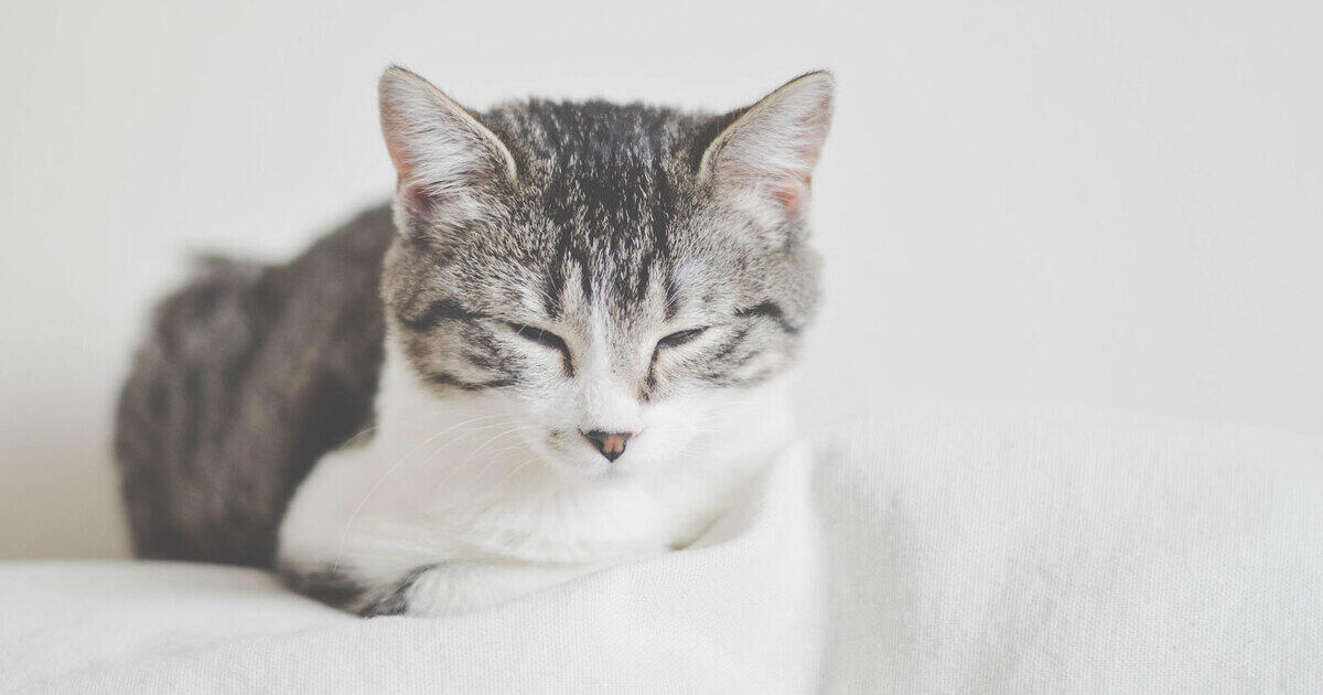 Pet Doctor In Benbrook Tx Animal Doctors Of North Texas