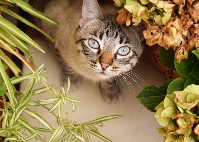 Animal Hospital in Fort Collins, CO | Paws of the Rockies Animal Hospital Animal Hospital in Fort Collins, CO | Paws of the Rockies Animal Hospital