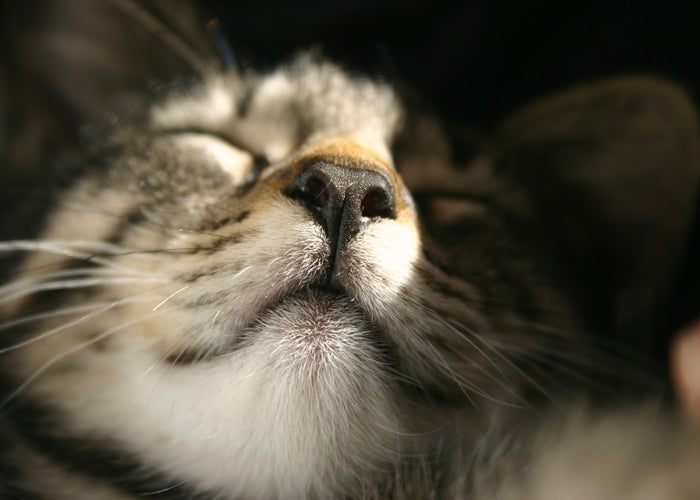 cat with it's eyes closed semi smiling  