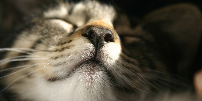 Testimonials | Patterson Veterinary Hospital Testimonials | Patterson Veterinary Hospital