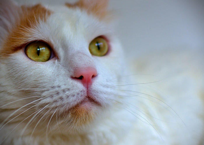 yellow-and-white-cat-green-eyes 