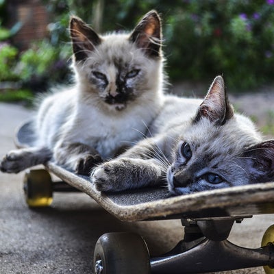 two-cats-on-skateboard