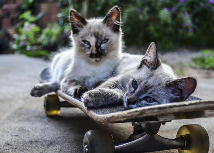 two kittens on a skateboard 