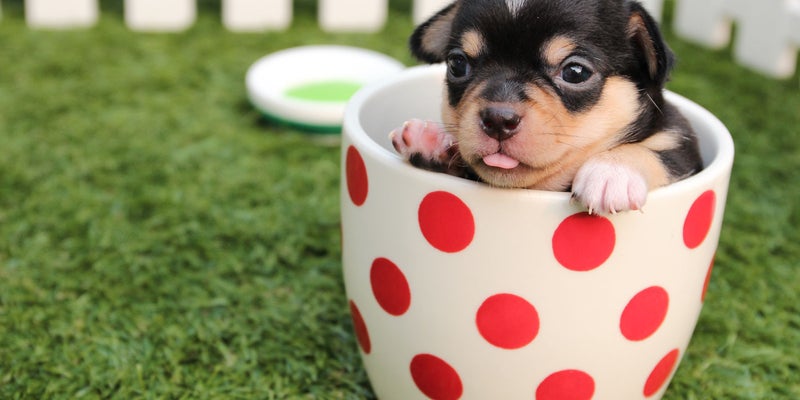 Payment Options | South Shore Animal Hospital Payment Options | South Shore Animal Hospital
